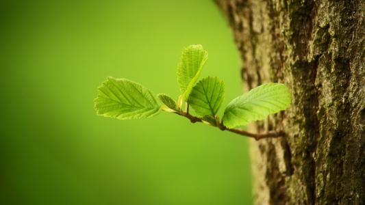 葉面積測(cè)量?jī)x的使用有什么注意點(diǎn)？