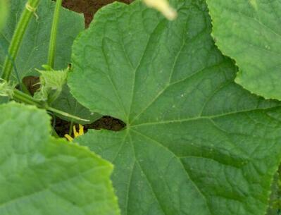 作物冠層分析儀用于農業(yè)方面的研究