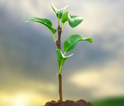 植物葉綠素檢測儀