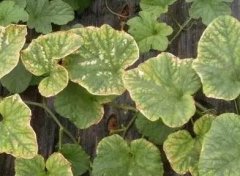 葉面積測定儀對于農作物生長的重要意義！