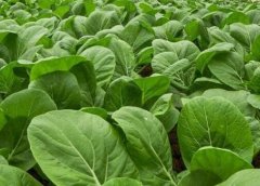 冠層分析儀助力農業科研工作