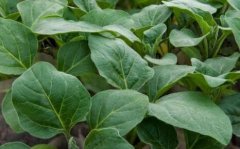 植物葉面積儀指導農業生產