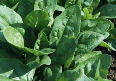 葉面積測(cè)量儀