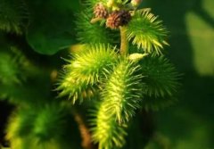 植物冠層分析儀的應用