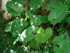 在應(yīng)用中便攜式葉綠素檢測儀怎么樣？