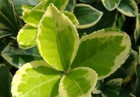 葉面積測(cè)定儀