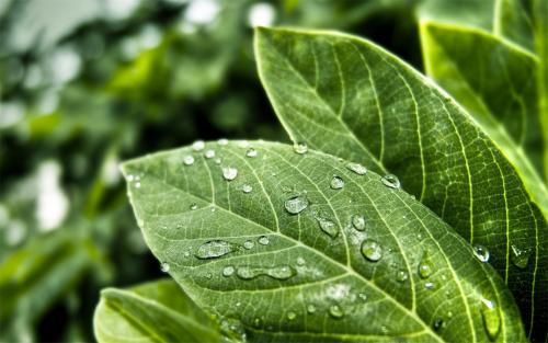 植物營養(yǎng)測(cè)定儀