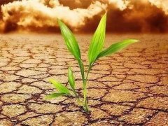 葉面積測(cè)定儀會(huì)不會(huì)破壞植物葉片？